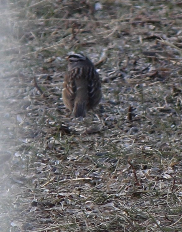 White-crowned Sparrow - Amy Ressler-Williams