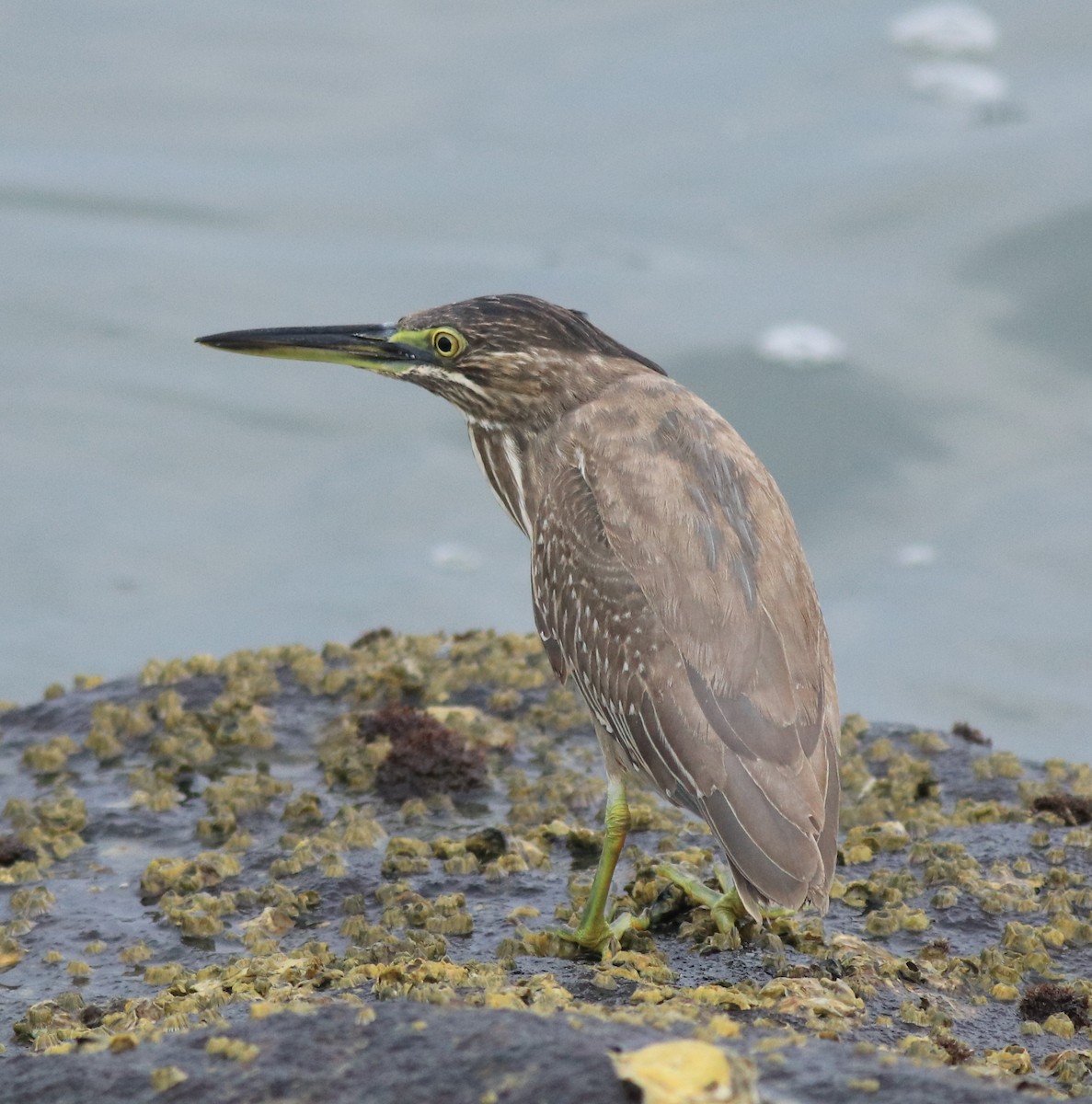 Striated Heron - Afsar Nayakkan