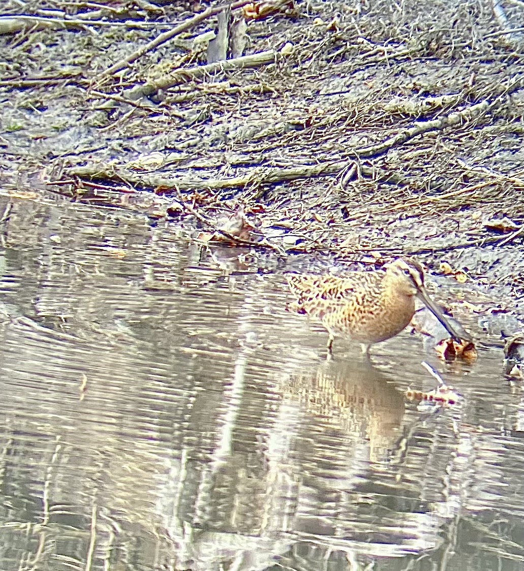 Short-billed Dowitcher - ML618476286