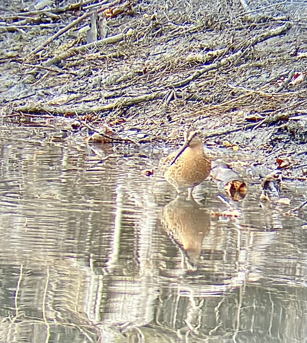 Short-billed Dowitcher - ML618476287