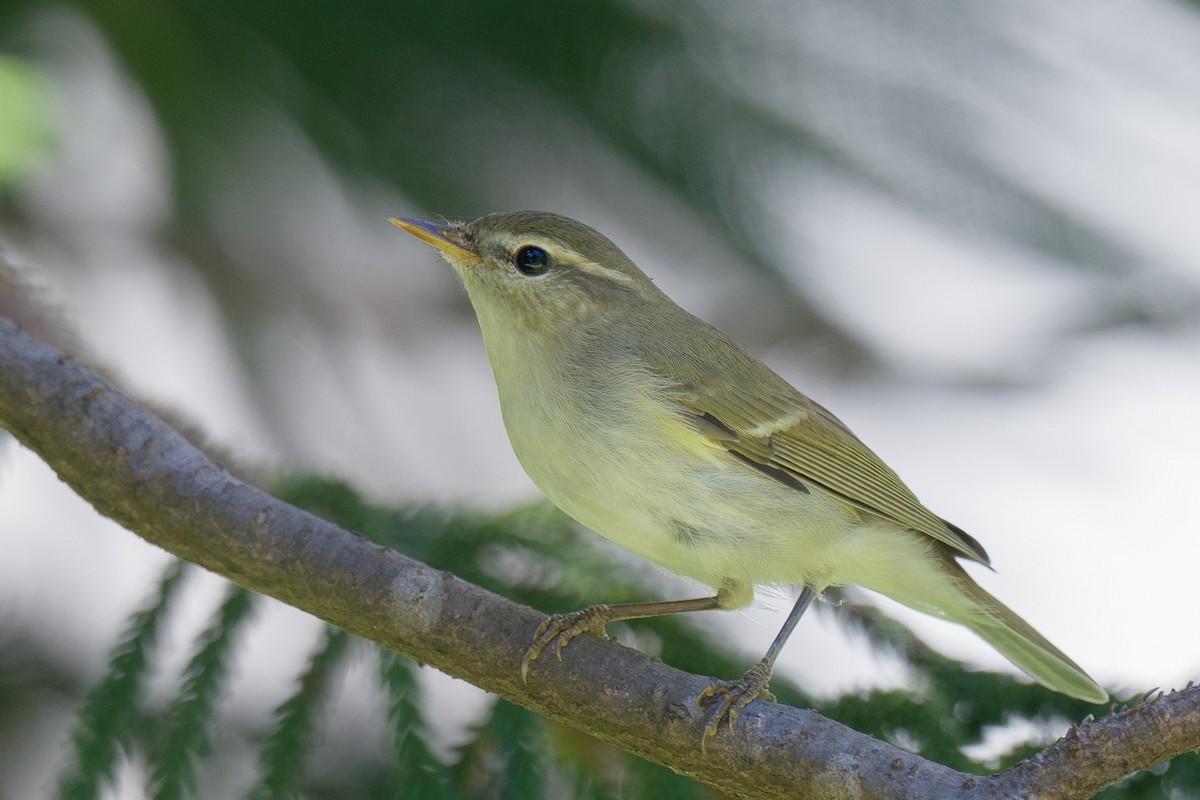 Two-barred Warbler - ML618476313