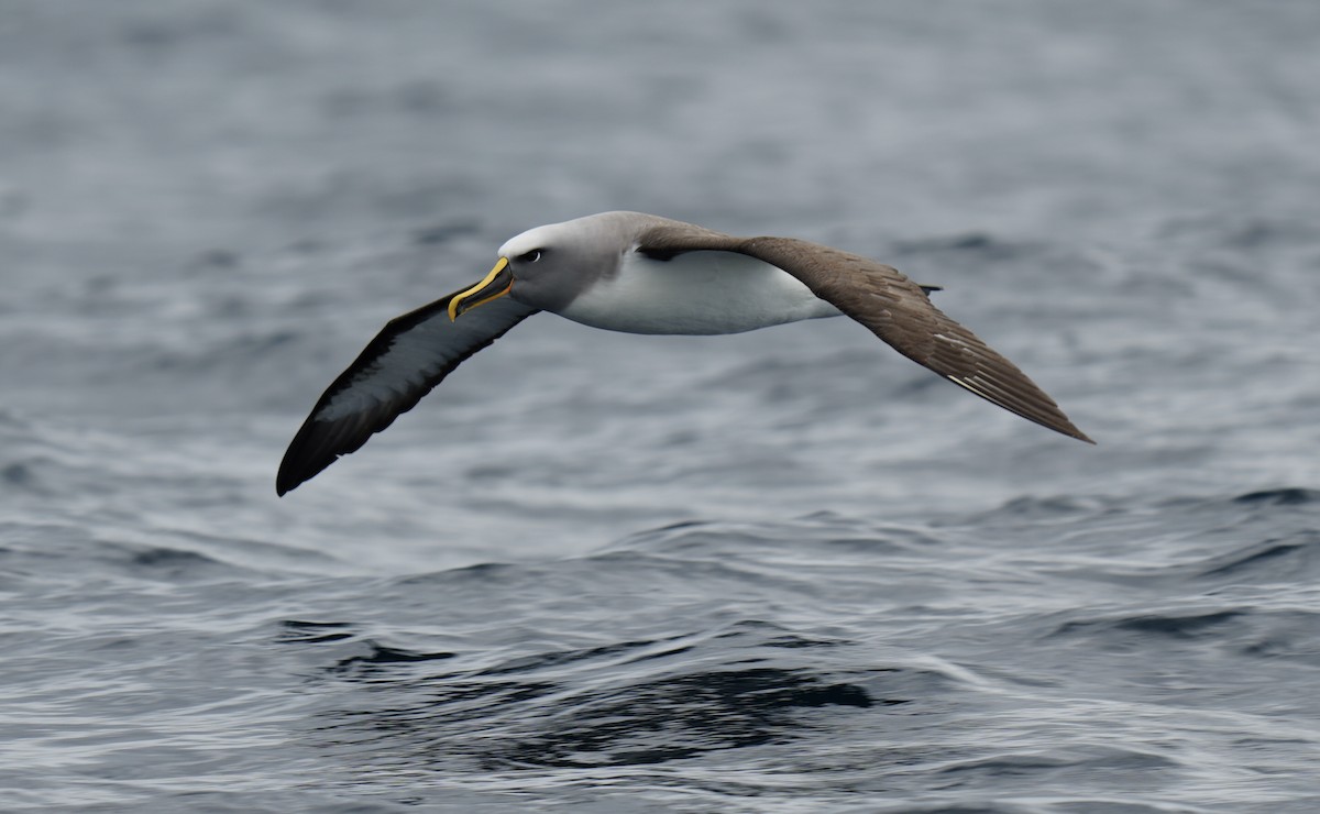 Buller's Albatross - ML618476316