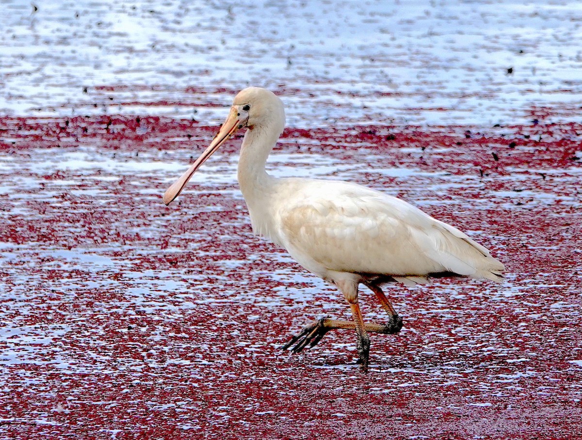 Yellow-billed Spoonbill - ML618476319