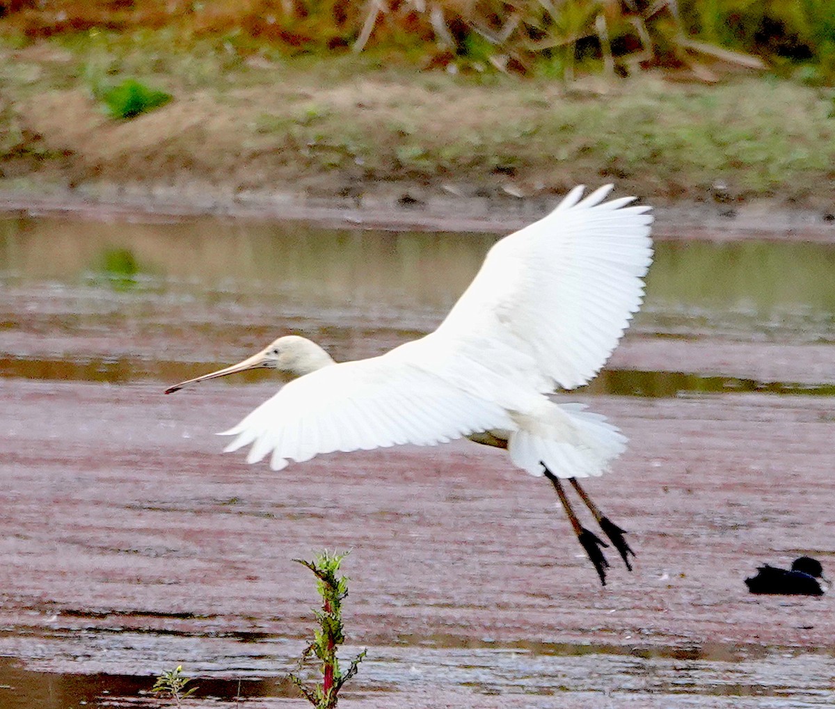 Yellow-billed Spoonbill - ML618476330