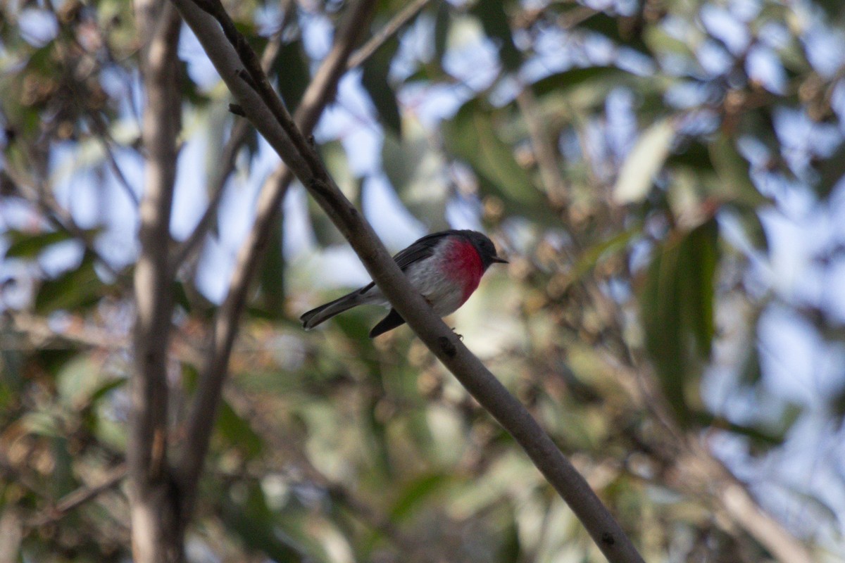 Rose Robin - Edward Langman