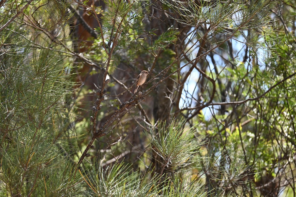 Red-capped Robin - Hitomi Ward