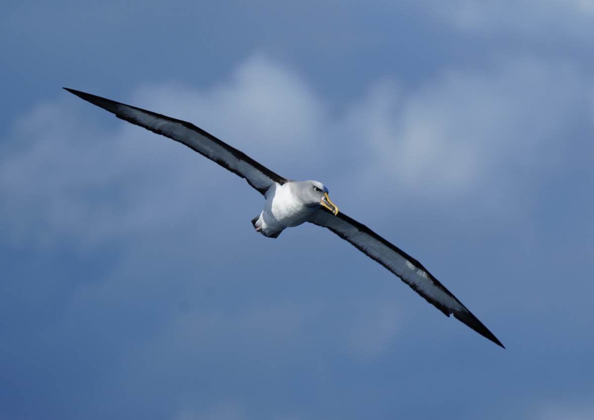 Buller's Albatross - ML618476389