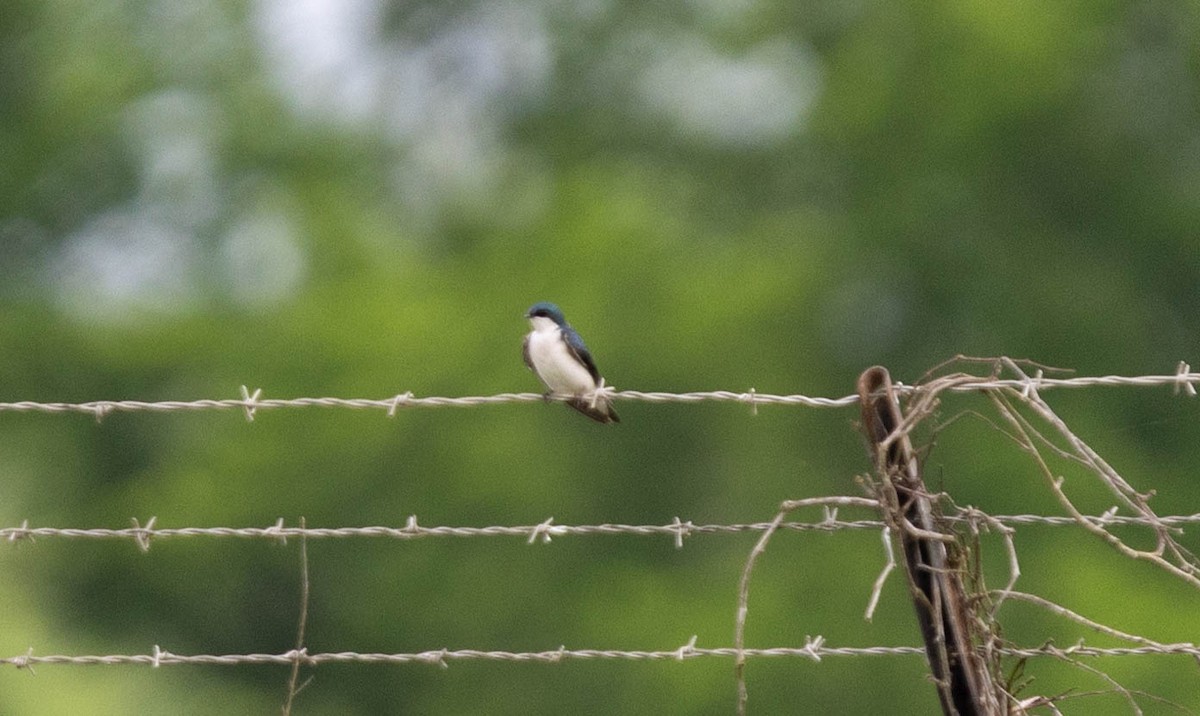 Tree Swallow - Brad Everhart