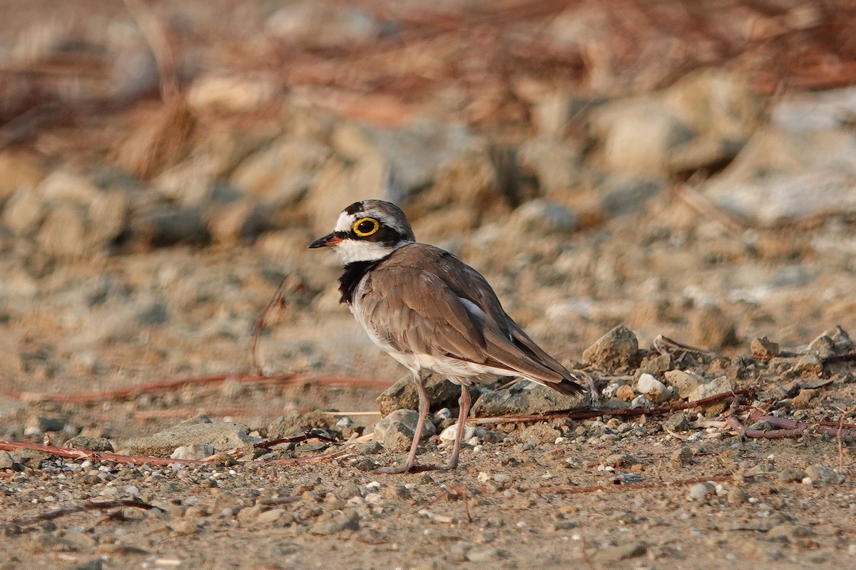 Flussregenpfeifer (dubius/jerdoni) - ML618476423