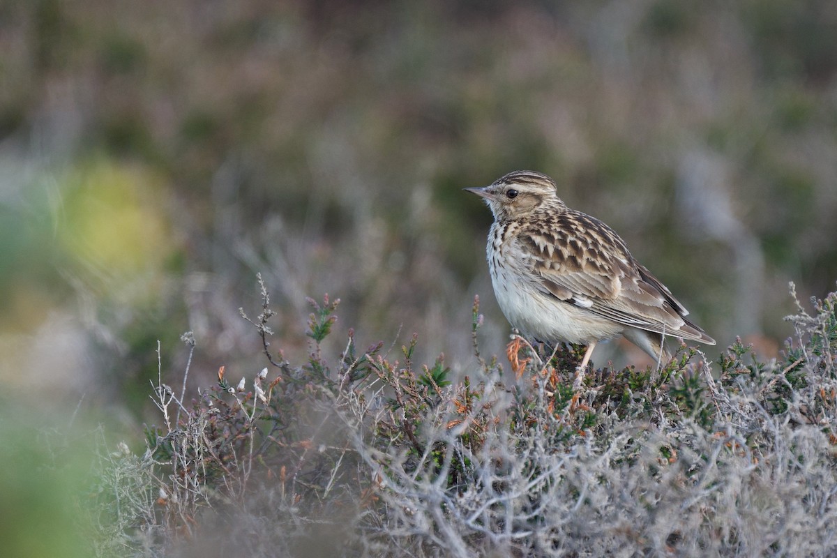 Wood Lark - Steve Bell