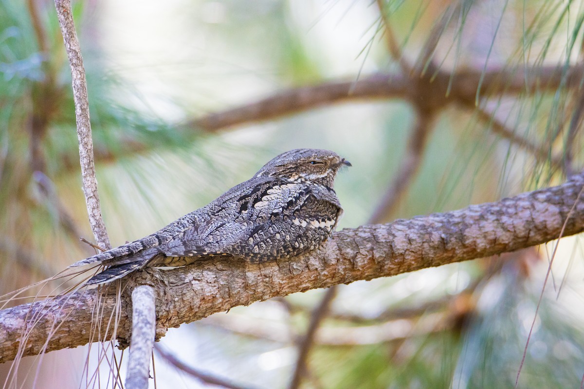 Eurasian Nightjar - ML618476474