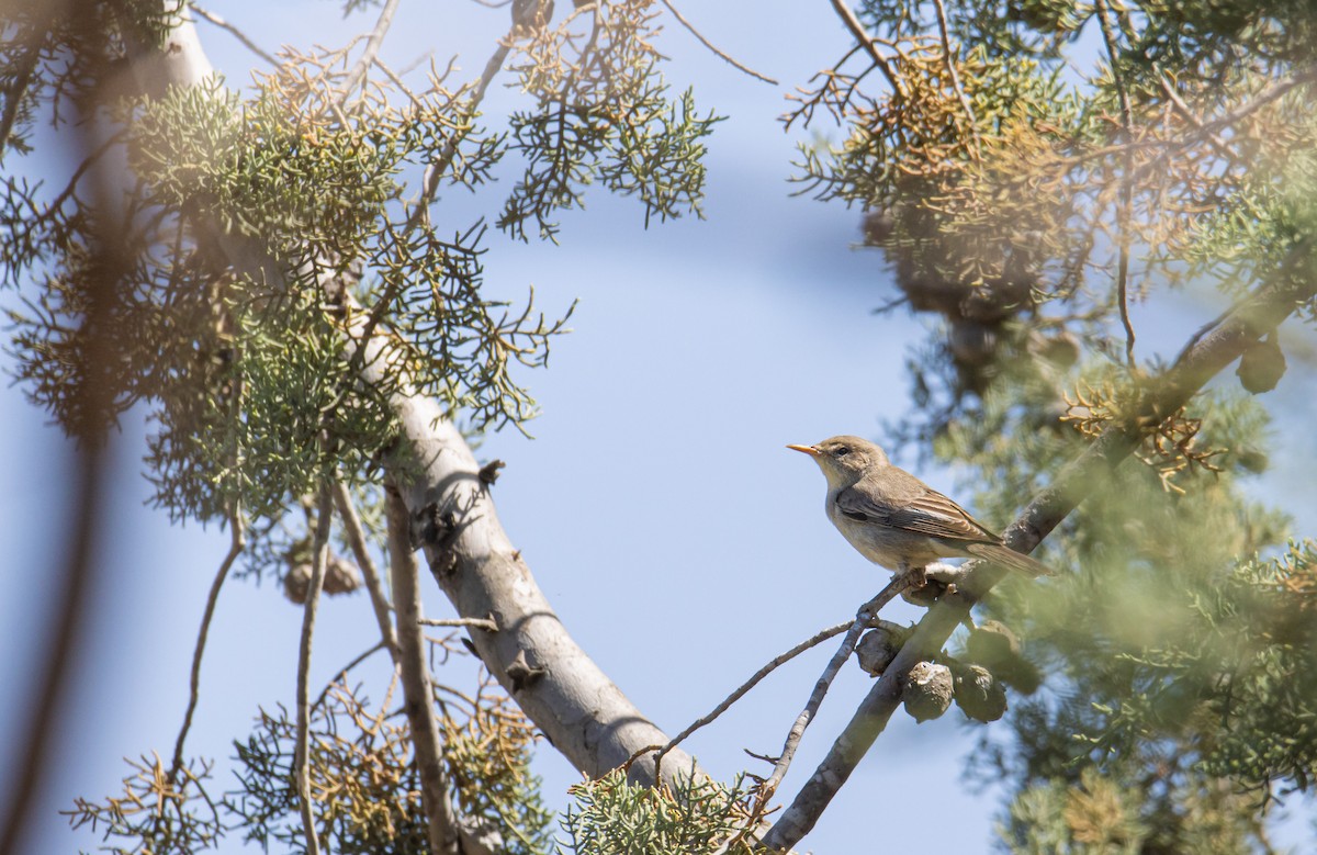 Olive-tree Warbler - ML618476495