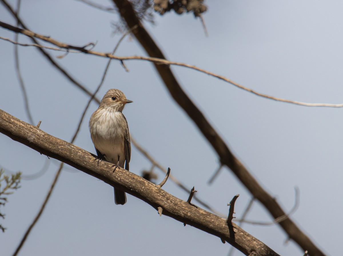 Spotted Flycatcher - Ori Gal