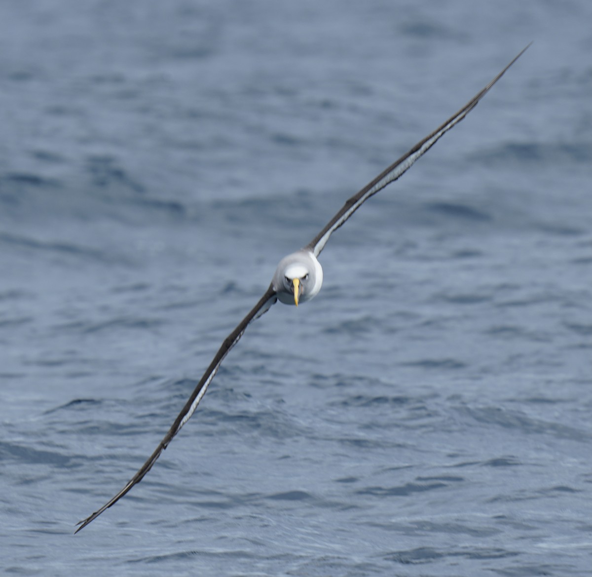 Buller's Albatross - ML618476515