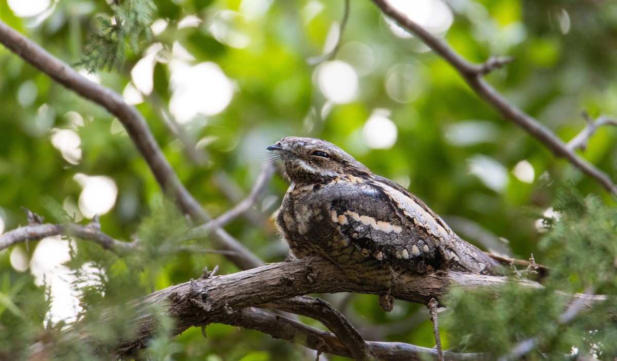 Eurasian Nightjar - ML618476544