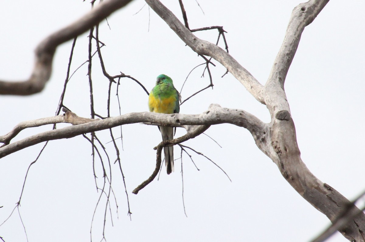 Red-rumped Parrot - Wendy McWilliams