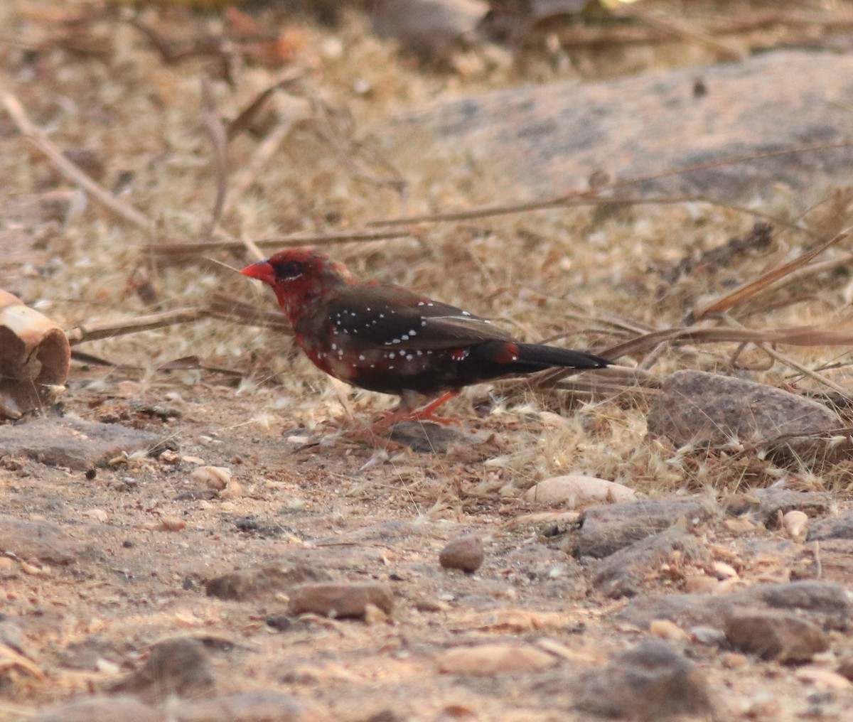 Red Avadavat - Afsar Nayakkan