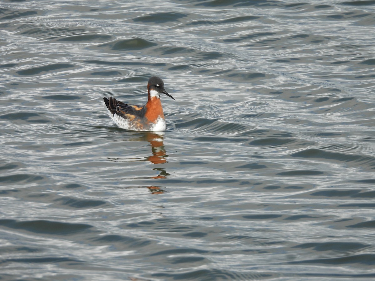 Red-necked Phalarope - L. Burkett