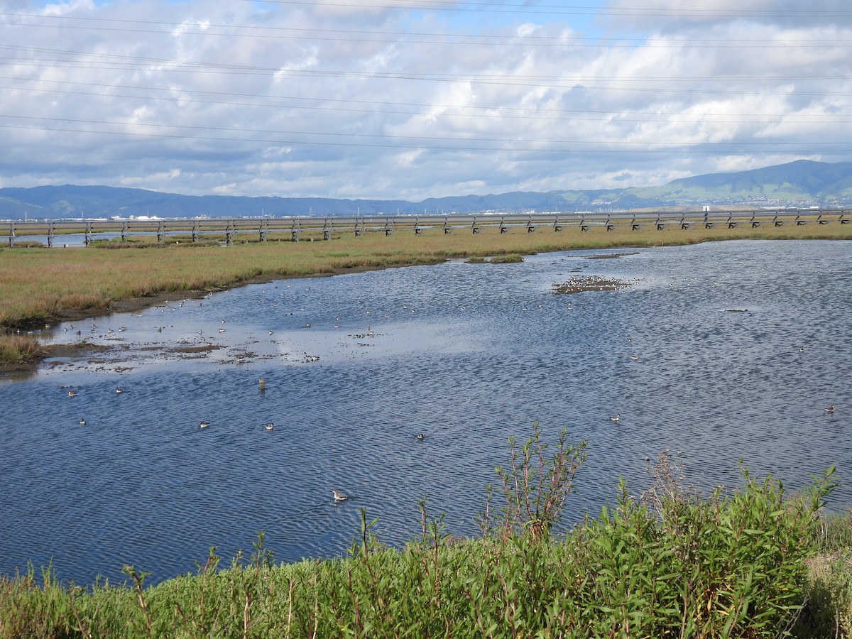 Red-necked Phalarope - L. Burkett