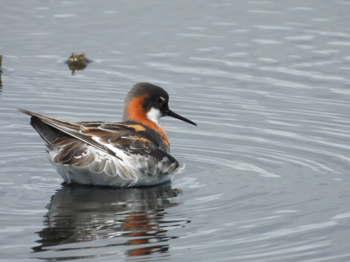 Red-necked Phalarope - L. Burkett