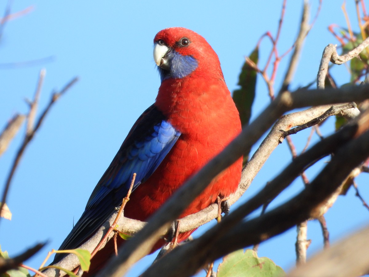 Crimson Rosella - troy and karyn zanker