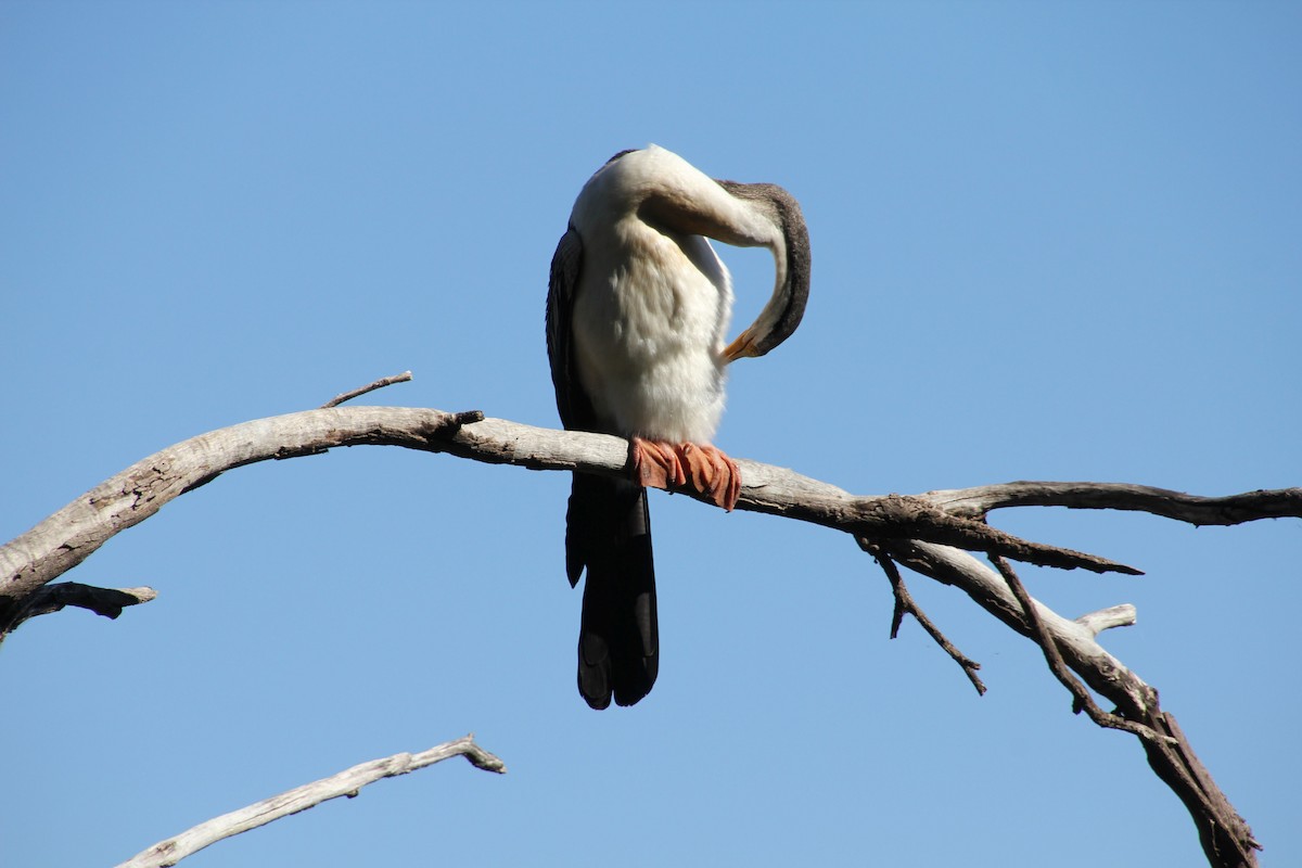 Austral-Schlangenhalsvogel - ML618476691
