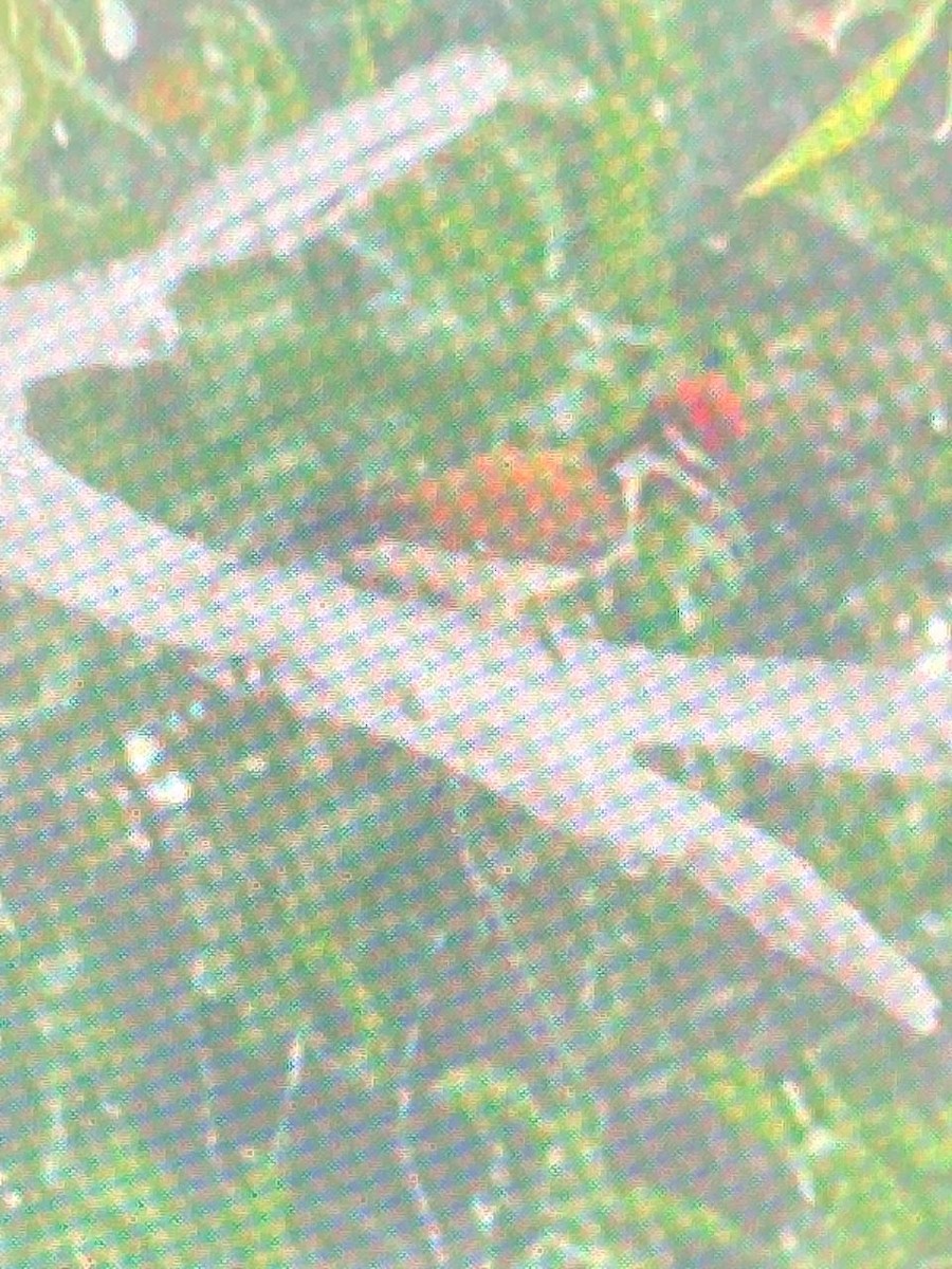 Black-rumped Flameback - ML618476698