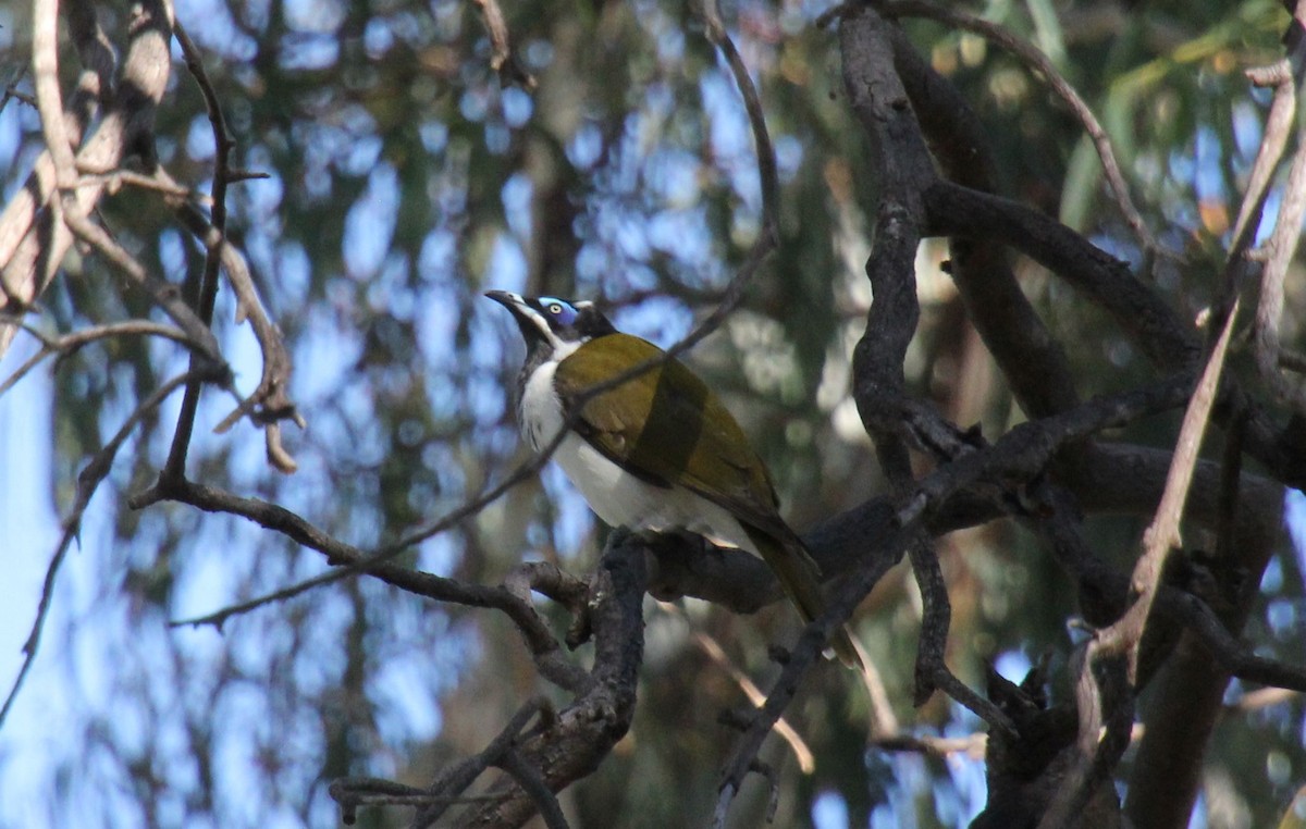 Blue-faced Honeyeater - ML618476705