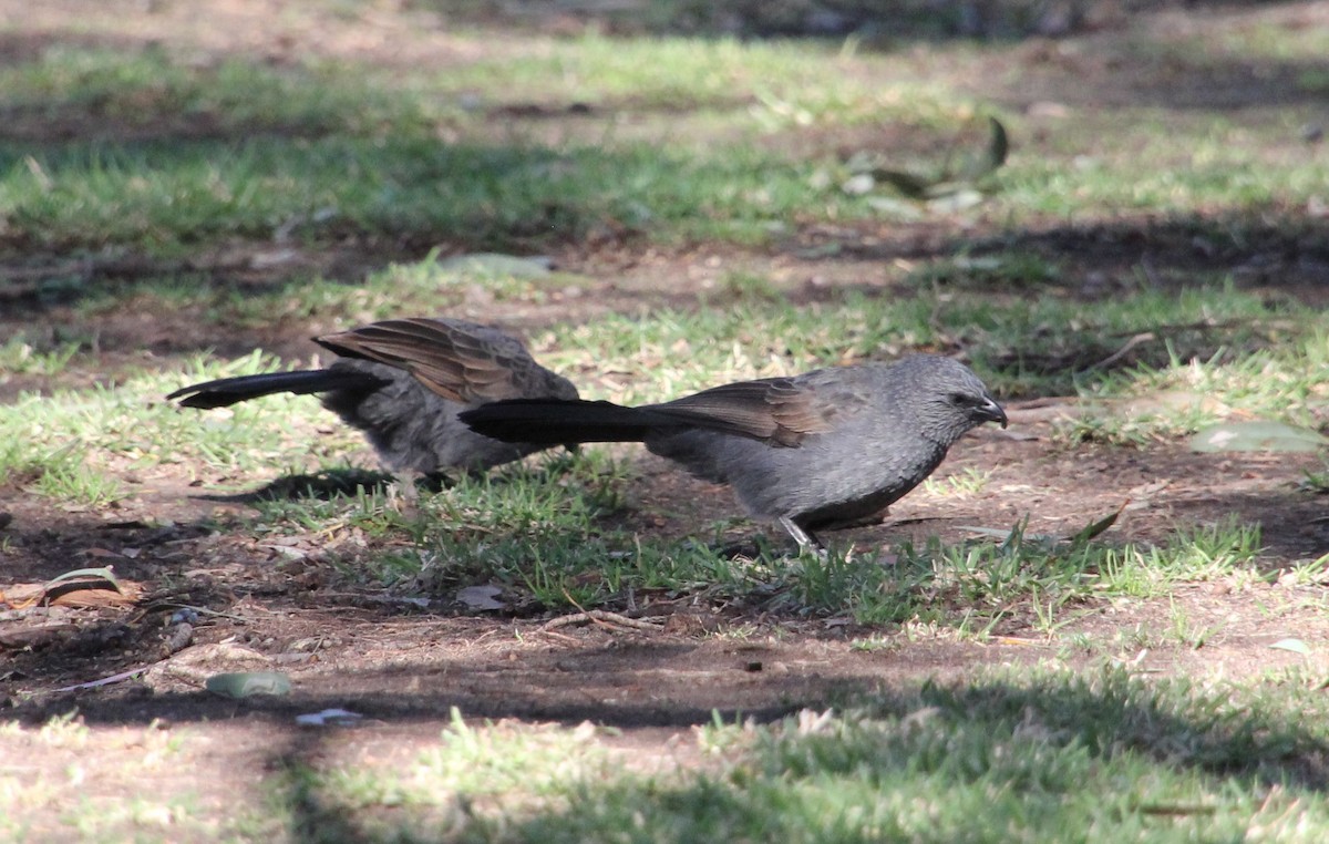 Apostlebird - Wendy McWilliams