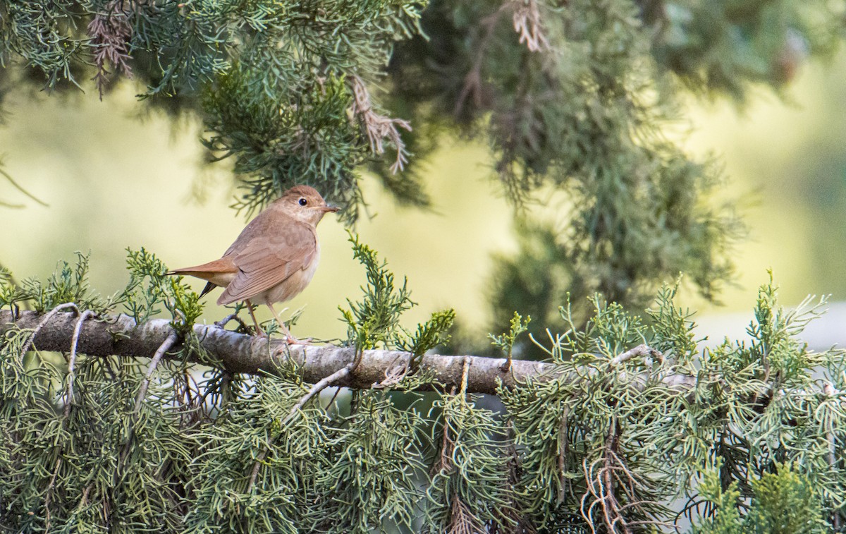 Thrush Nightingale - ML618476716