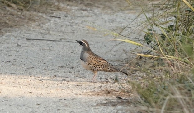 Spotted Quail-thrush - ML618476731