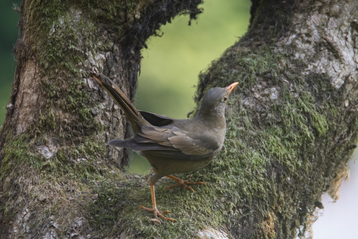 Gray-winged Blackbird - ML618476775