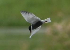 Whiskered Tern - ML618476804