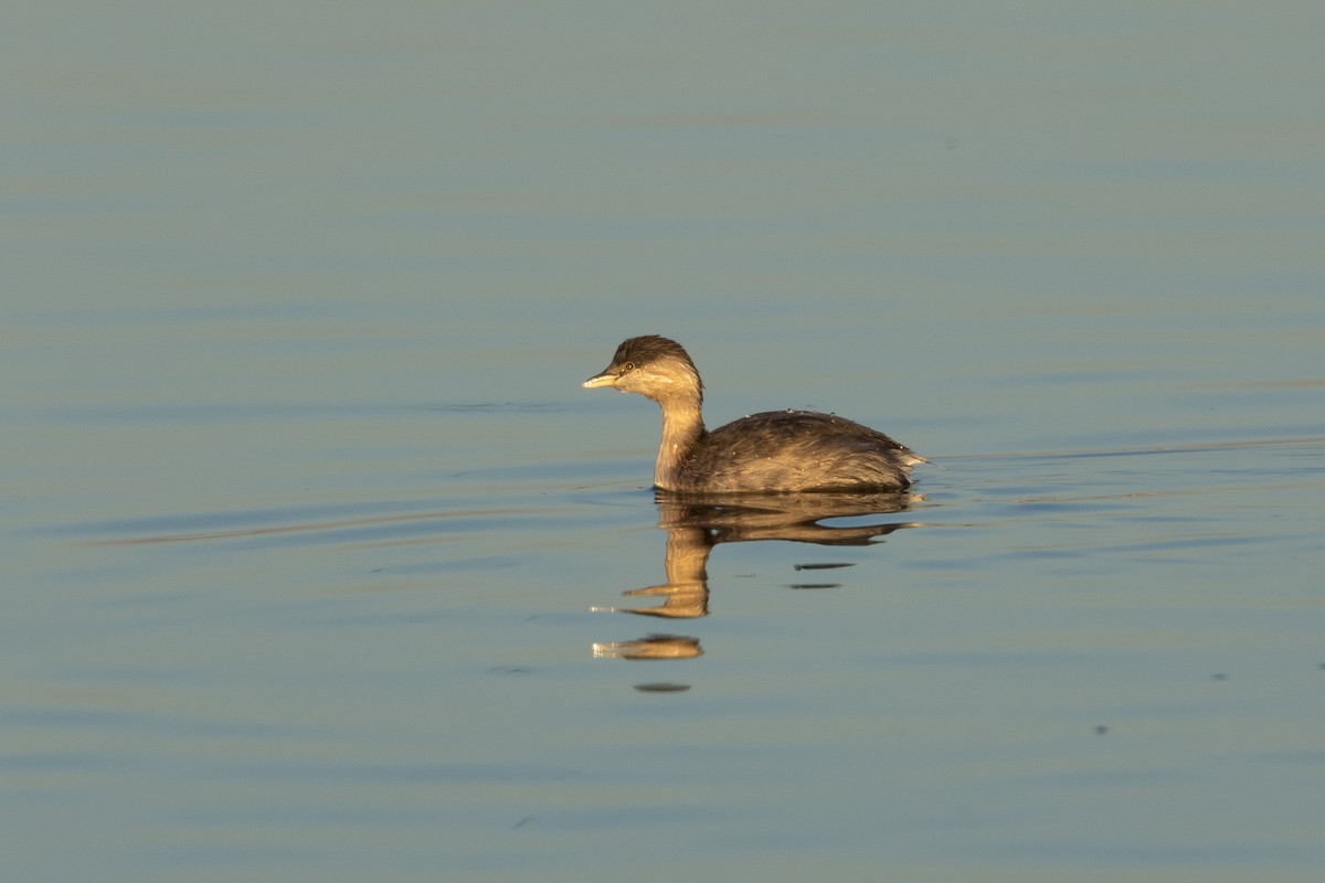 Hoary-headed Grebe - Richard and Margaret Alcorn