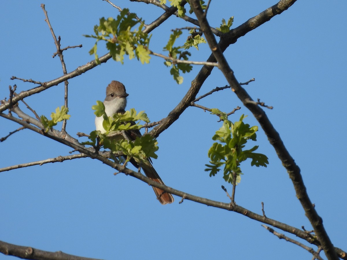 Ash-throated Flycatcher - L. Burkett