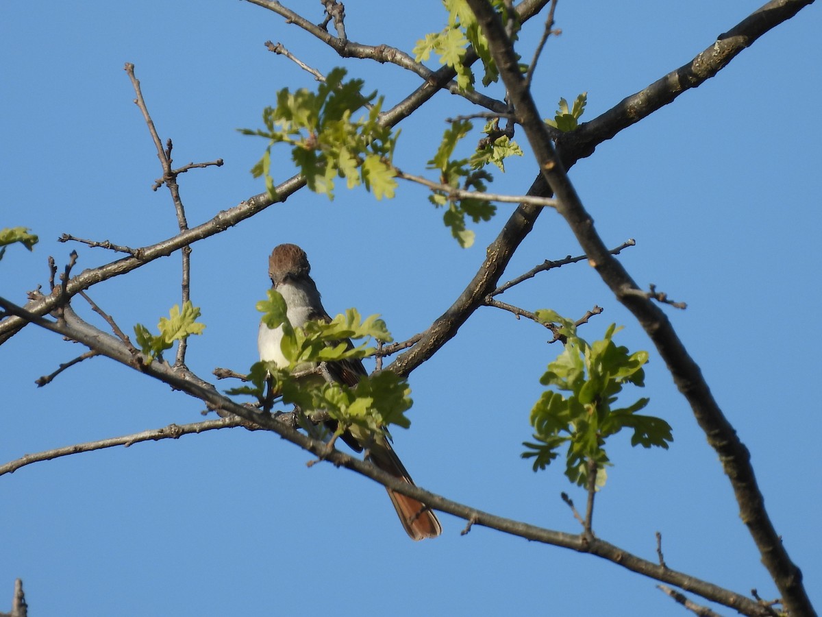 Ash-throated Flycatcher - L. Burkett