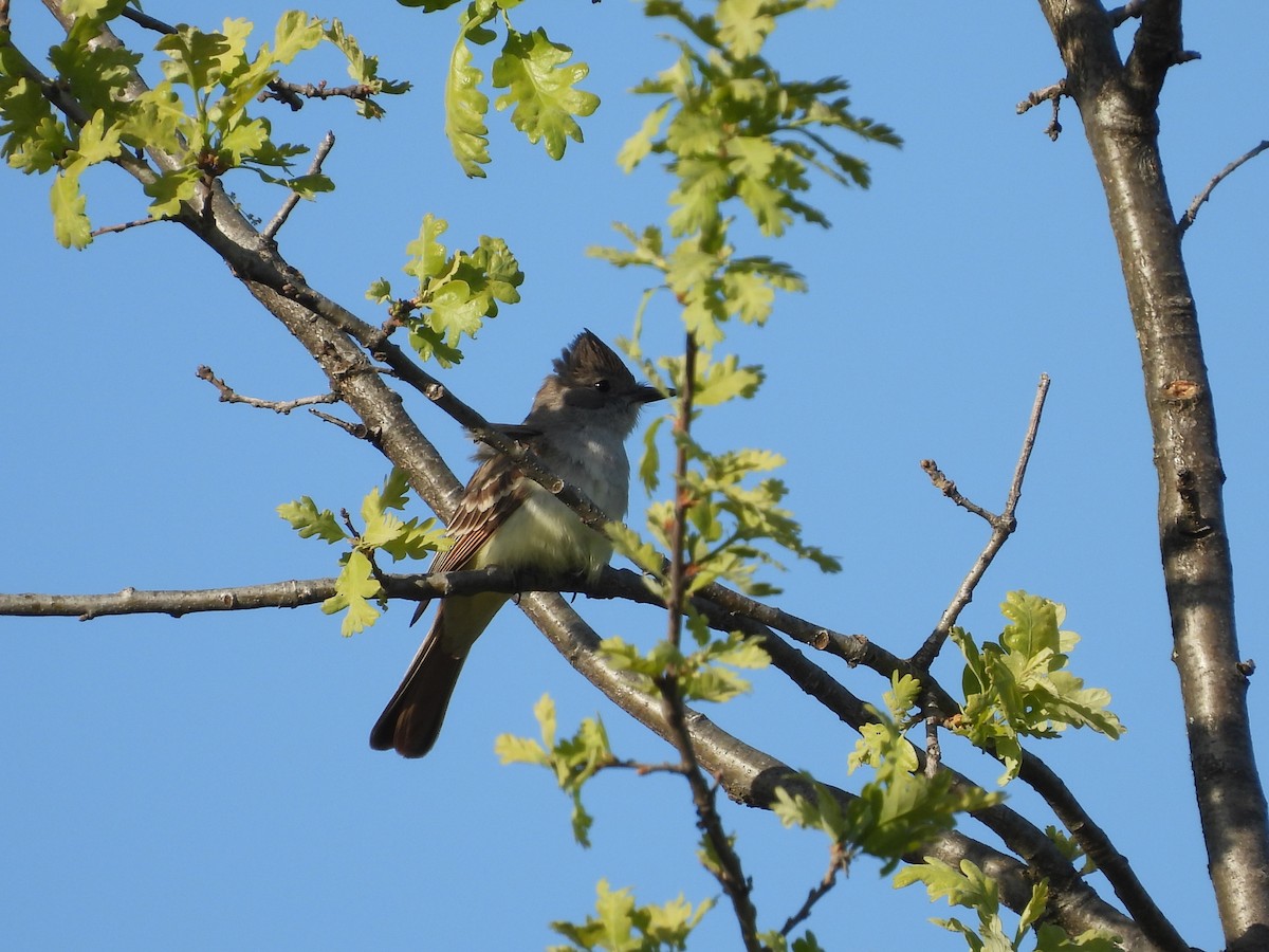 Ash-throated Flycatcher - L. Burkett