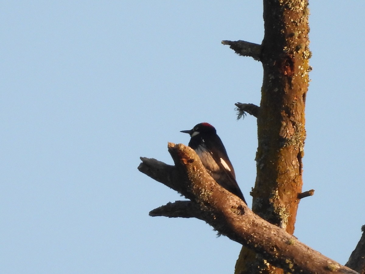 Acorn Woodpecker - L. Burkett