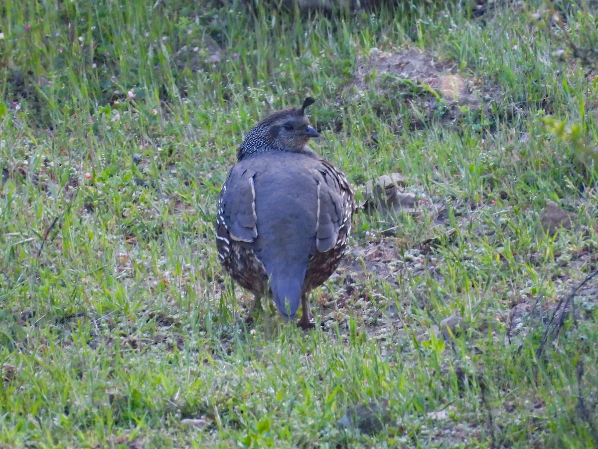 California Quail - ML618476881