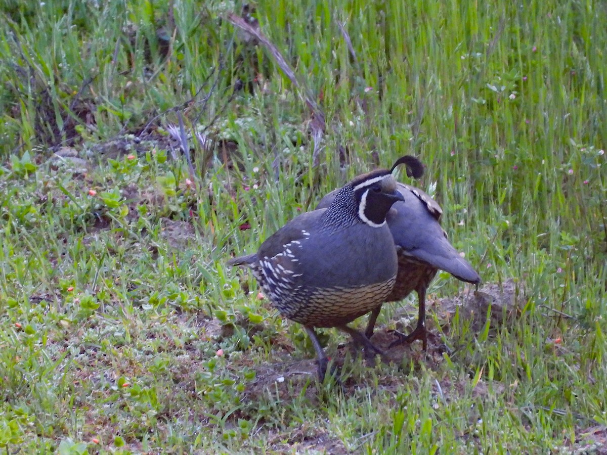 California Quail - L. Burkett