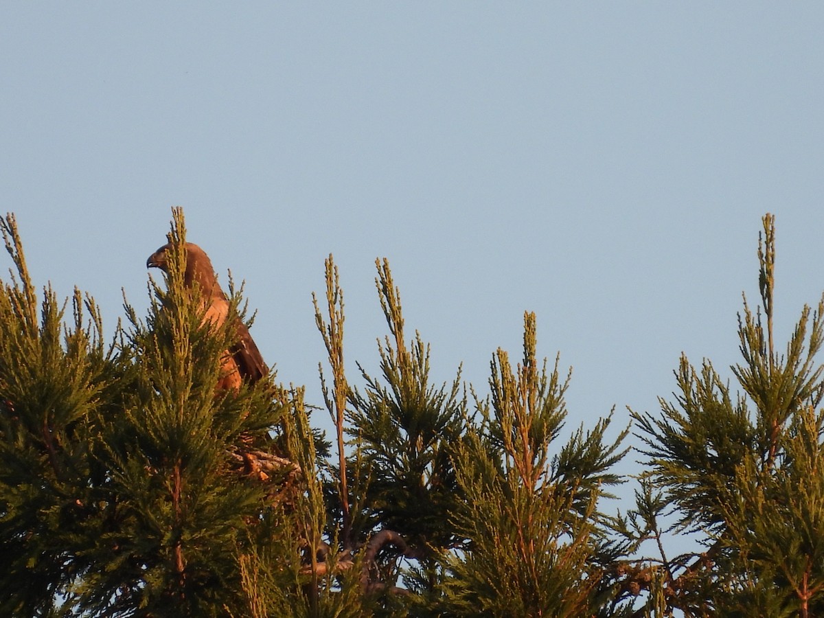 Red-tailed Hawk - L. Burkett