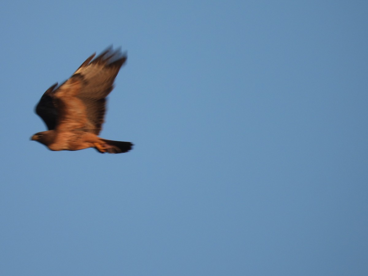 Red-tailed Hawk - ML618476888