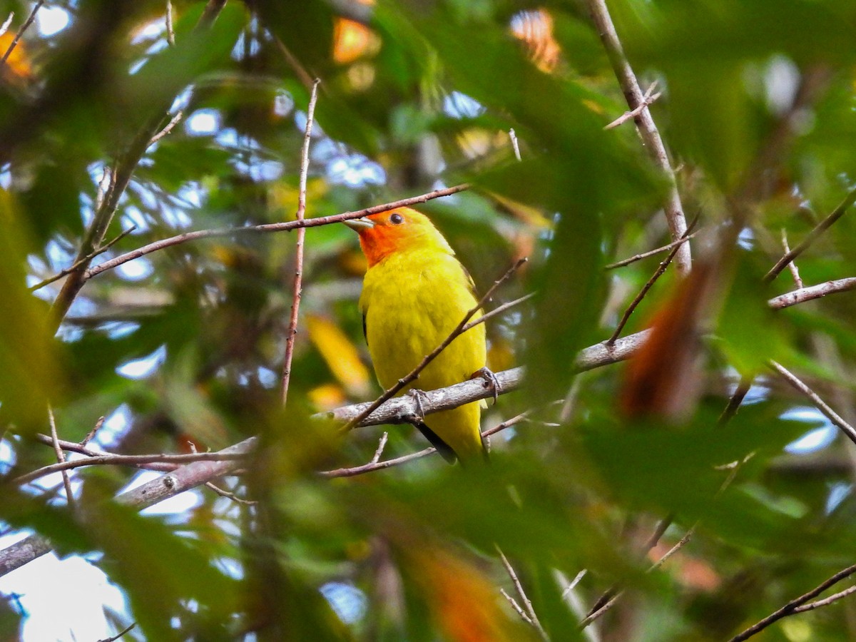 Western Tanager - L. Burkett