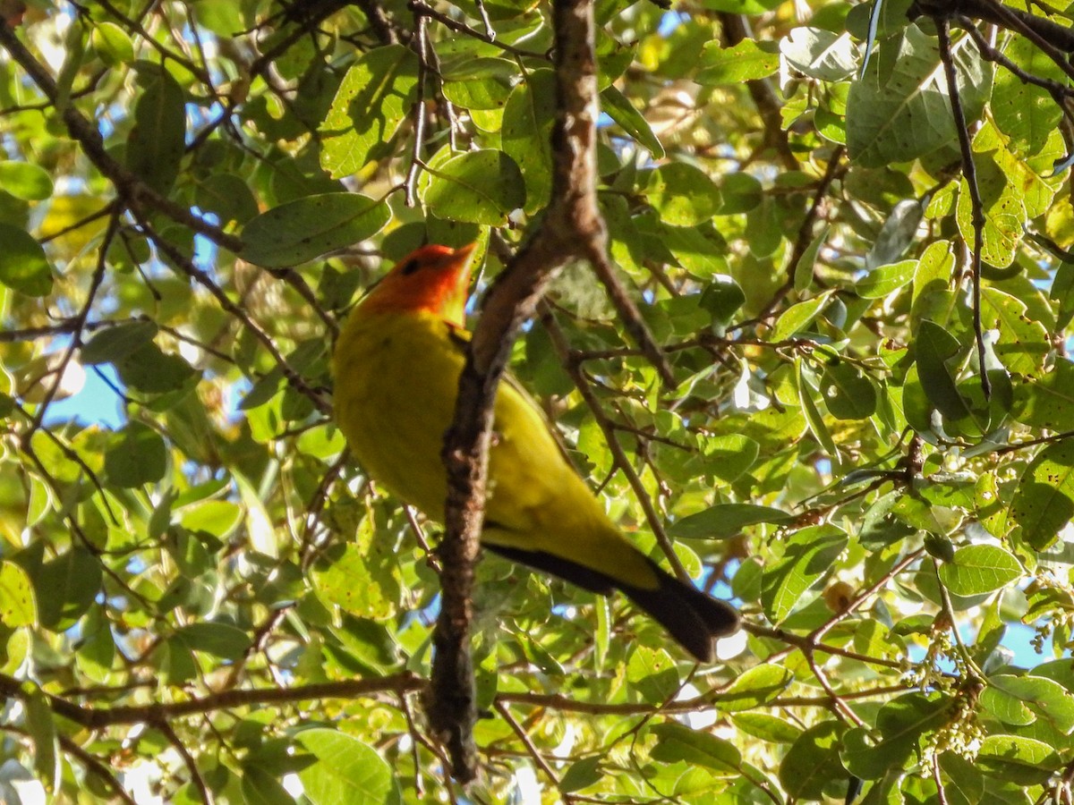 Western Tanager - L. Burkett