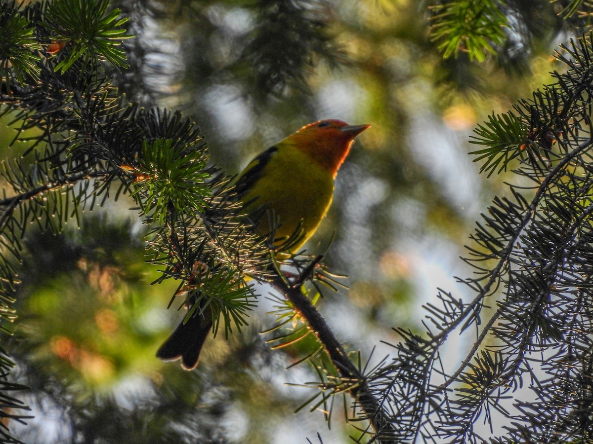 Western Tanager - L. Burkett