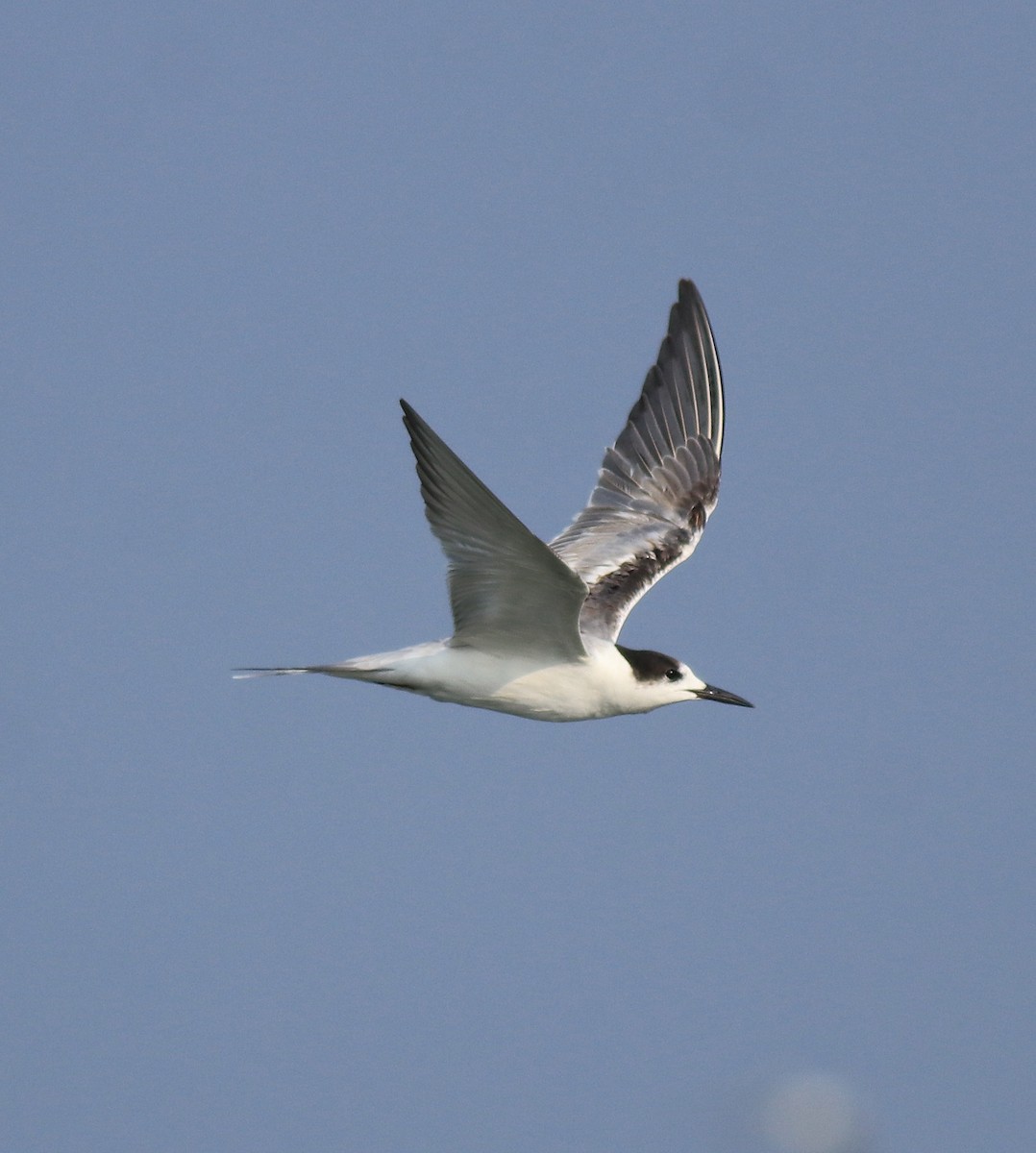 Common Tern - Afsar Nayakkan