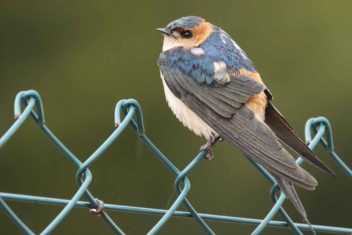 Red-rumped Swallow - Stefan Aki Ragnarsson