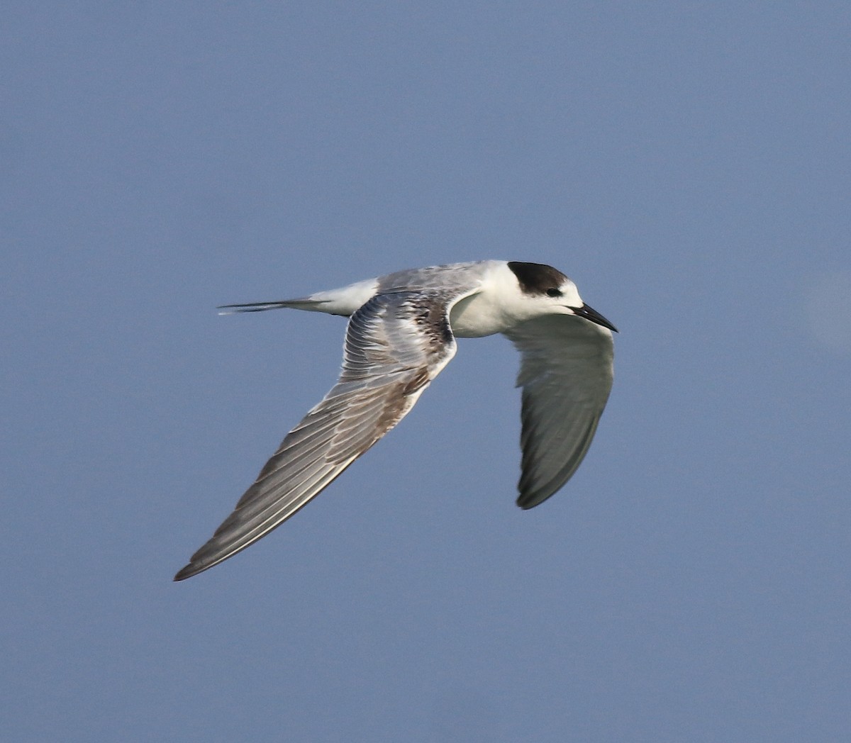 Common Tern - Afsar Nayakkan