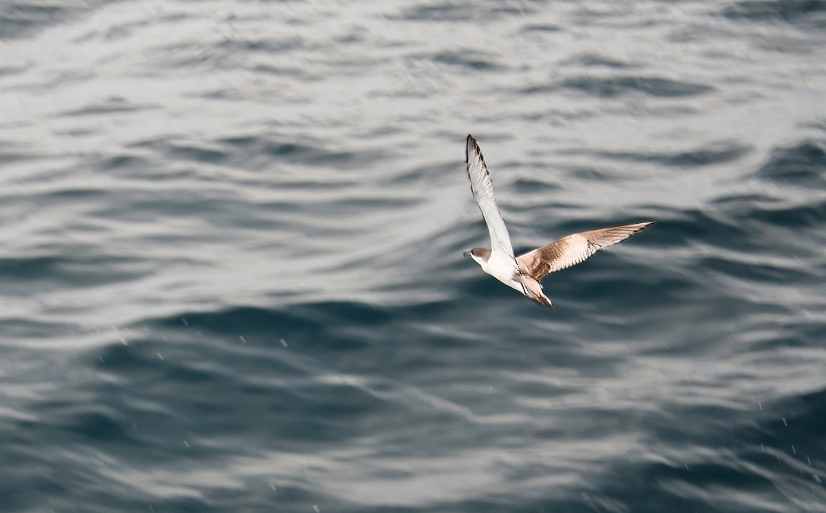 Buller's Shearwater - ML618477012