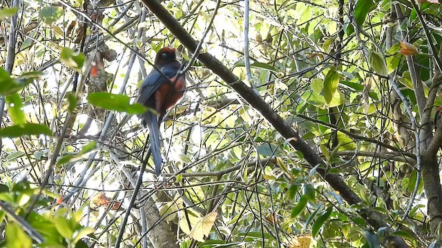 Ward's Trogon - ML618477035